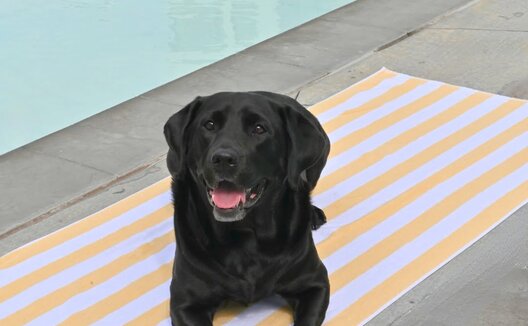 dog on towel in front of pool at Kimpton Cottonwood Hotel